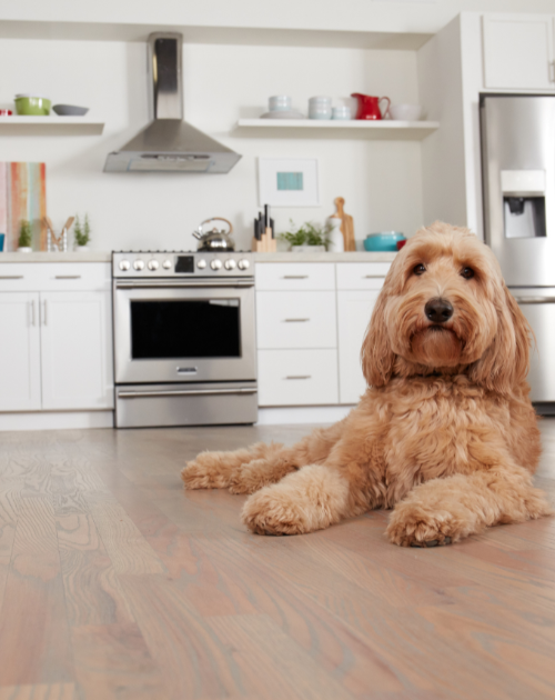 Adorable dog on scratch-resistant hardwood flooring. Discover durable hardwood solutions at Carpet Master Carpet One, your local flooring expert.