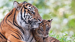 Tiger cub and mother